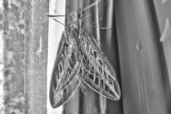 Cubist Study: Moth