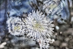 Motion Study: Flowers