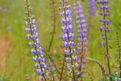 bush-lupine_47628226271_o