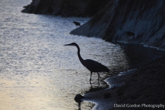 Heron at Dusk